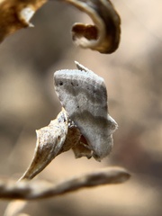 Eublemma minima