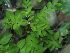 Phyllanthus tenellus