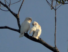 Cacatua goffiniana