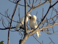 Cacatua goffiniana