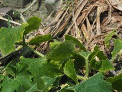 Diplacodes trivialis