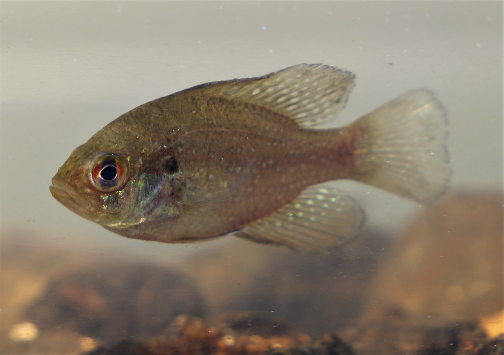 Bluespotted Sunfish – Live Aquaponics