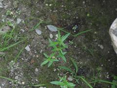 Oldenlandia corymbosa