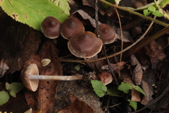 Cortinarius decipiens