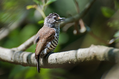 White-Barred Piculet photo 4