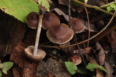 Cortinarius decipiens