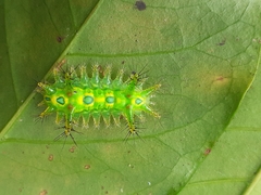 Euclea distrahens