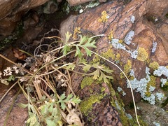 Cymopterus hallii