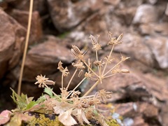 Cymopterus hallii