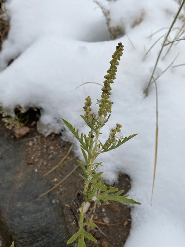 Ambrosia psilostachya iNat (2)