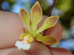 Encyclia gonzalezii