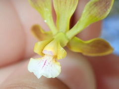 Encyclia gonzalezii