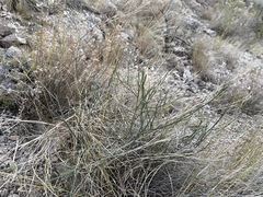 Astragalus convallarius