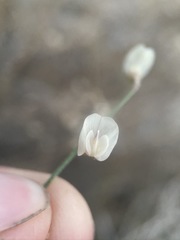 Astragalus convallarius