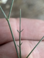 Astragalus convallarius