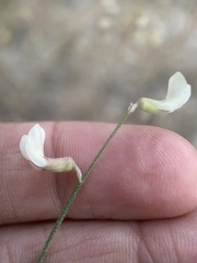 Astragalus convallarius