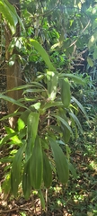 Cordyline cannifolia