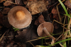 Psathyrella spadiceogrisea