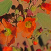 Small-leaf Globemallow - Photo (c) Jerry Oldenettel, some rights reserved (CC BY-NC-SA)