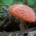 Basidiomycete Fungi - Photo (c) Adam Bryant, some rights reserved (CC BY-NC), uploaded by Adam Bryant