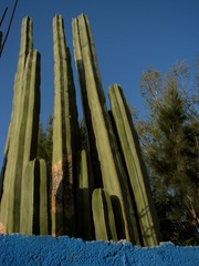 Lophocereus marginatus