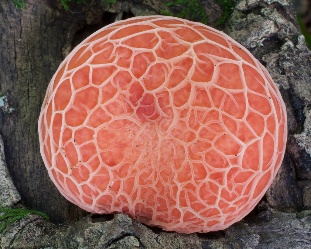 Rhodotus