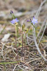 Caladenia parva
