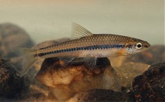 Notropis chalybaeus