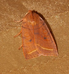 Epiglaea apiata