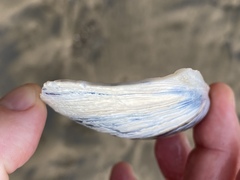 Mactromeris catilliformis