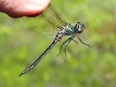 Somatochlora brevicincta