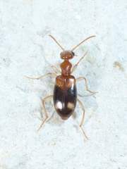 Stricticomus tobias
