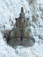 Alpheioides parvulalis