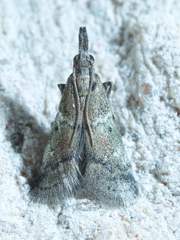 Alpheioides parvulalis