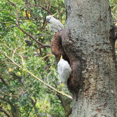 Cacatua sulphurea