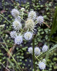 Eryngium aquaticum