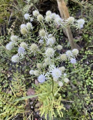 Eryngium aquaticum