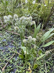 Eryngium aquaticum