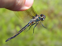 Somatochlora brevicincta
