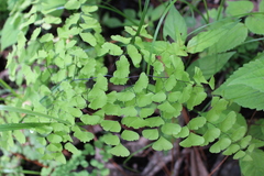 Adiantum braunii