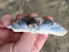 Mactromeris catilliformis