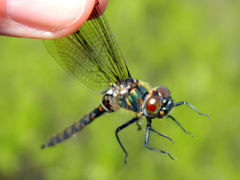 Somatochlora brevicincta