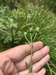 Hieracium angustum