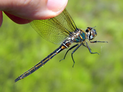 Somatochlora brevicincta