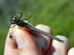 Somatochlora brevicincta