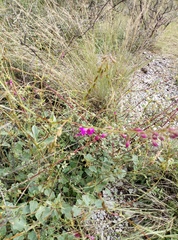 Mirabilis viscosa