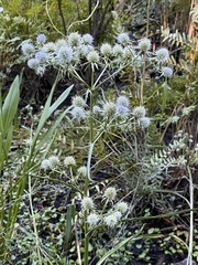 Eryngium aquaticum