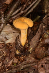 Philomycus togatus