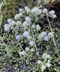 Eryngium aquaticum
