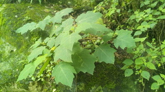 Solanum myriacanthum
